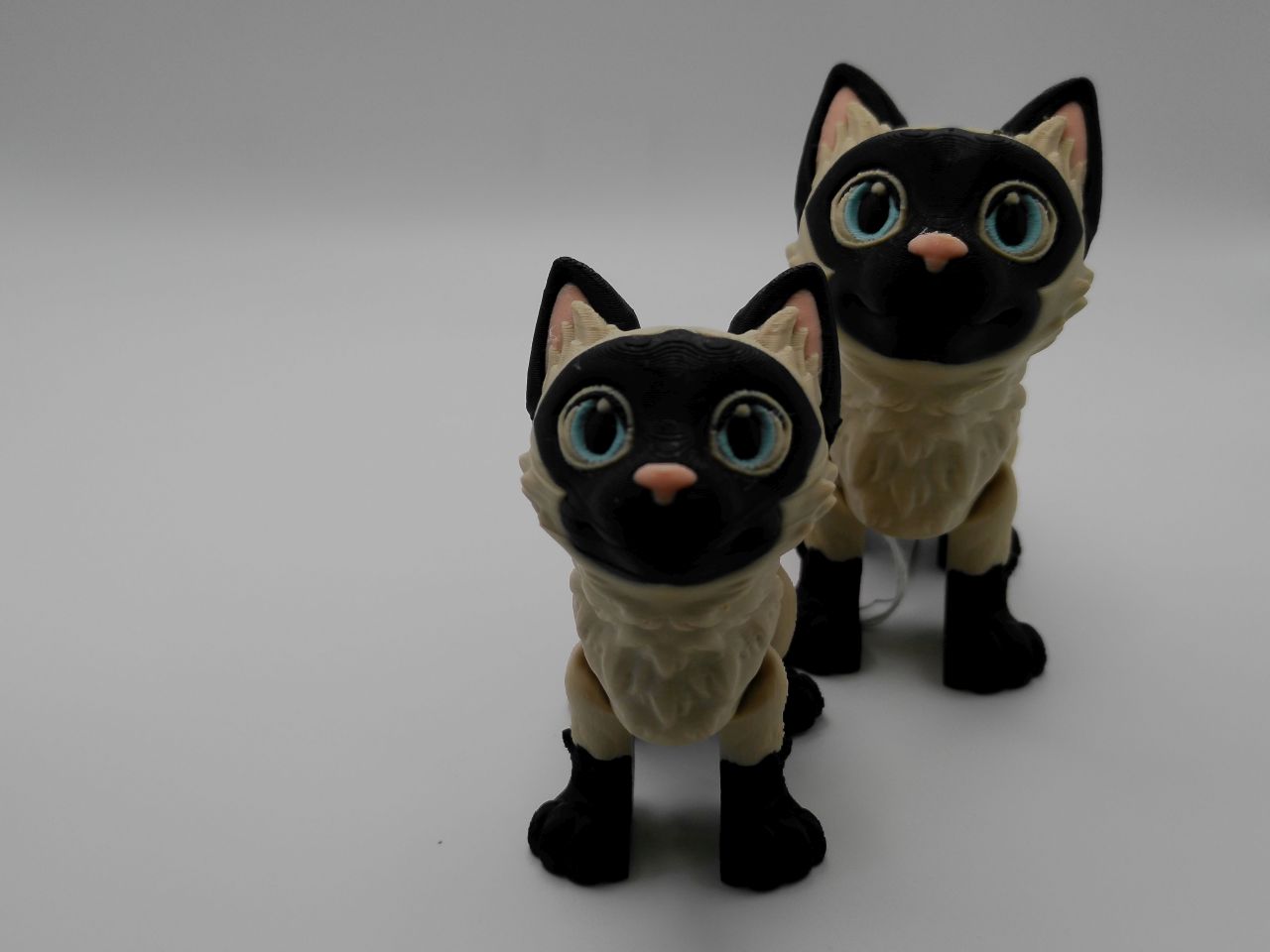 Siamese Cat