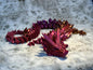 XL Crystal Dragon