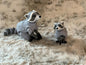 Realistic Racoon Flexy Figure